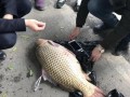 重庆爆料大鲤鱼视频,视频曝光引发网友热议
