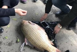 重庆爆料大鲤鱼视频,视频曝光引发网友热议