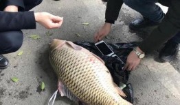 重庆爆料大鲤鱼视频,视频曝光引发网友热议