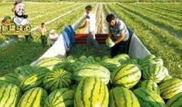 库尔勒吃瓜网红,揭秘瓜乡魅力与美食传奇