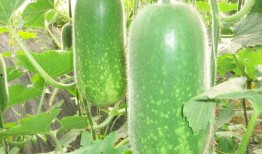 全国网红吃瓜网站大全,揭秘全国网红吃瓜网站大全