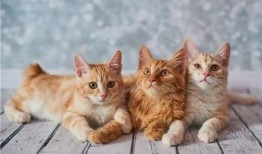天津爆料小猫咪视频大全,萌态百出，笑料连连
