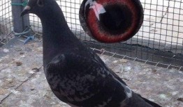 网友爆料老农夫视频播放,网友热议农村生活变迁