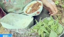 青草在线观看,踏青之旅，共赴春日盛宴