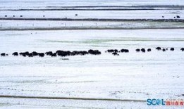 青草在线观看,踏青之旅，共赴春日盛宴