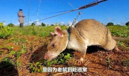 巨型老鼠爆料视频播放下载,播放下载背后的惊人真相