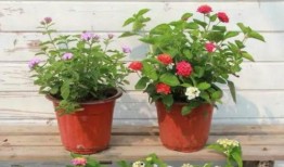 重庆爆料年轻人视频最新