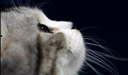 天津爆料小猫咪视频大全,萌态百出，笑料连连