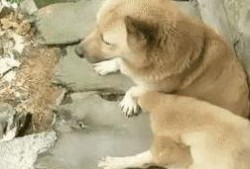 狗崽爆料视频大全下载安装,揭秘娱乐圈幕后真相