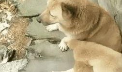 狗崽爆料视频大全下载安装,揭秘娱乐圈幕后真相